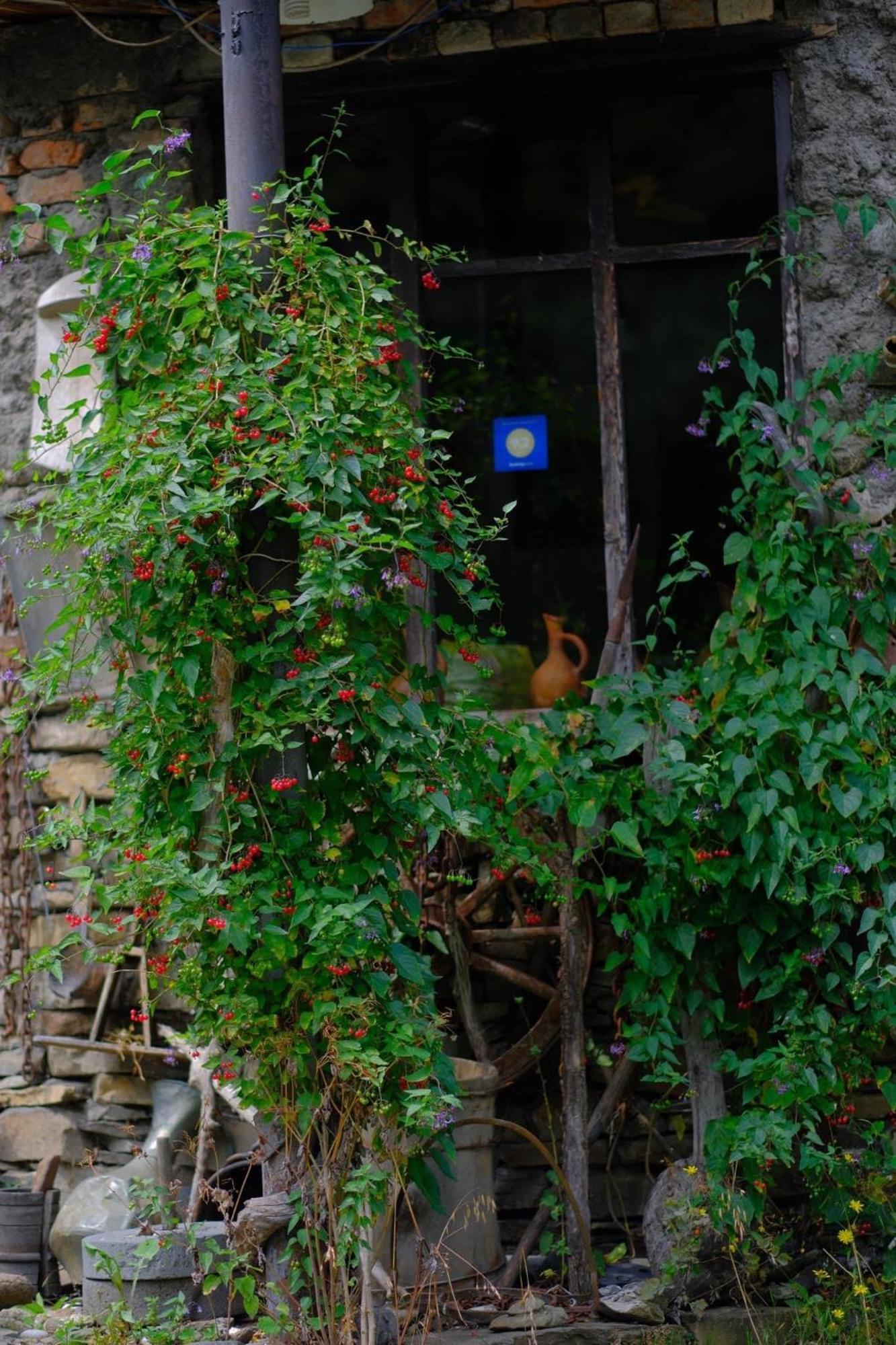 Korsha Guesthouse Roshka ภายนอก รูปภาพ